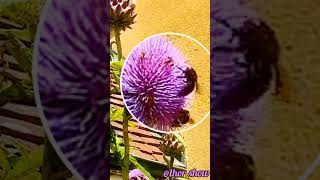 Bees in Action Cardoon flower reaches new heights bees flowers [upl. by Adnaugal]