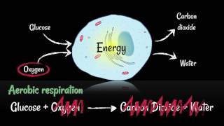 Respiration Aerobic vs Anaerobic [upl. by Beare]