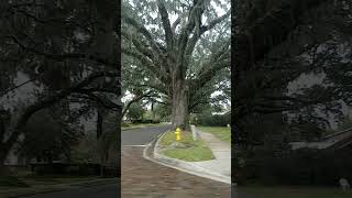 GIANT OAK TREE Winter garden Florida subscribe [upl. by Sainana]