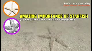 What Is The Purpose Of A Starfish sea amazingfacts subscribe [upl. by Naesad]