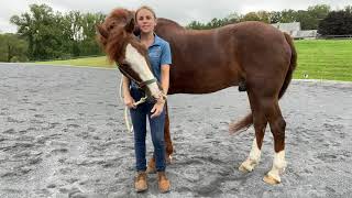 Equine Hamstring Stretch [upl. by Berfield]