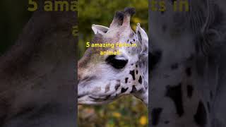 5 amazing facts in animals facts [upl. by Katey]