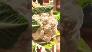 🌹¹⁶☆•⁴ Cauliflower Brassica oleracea var botrytis in Mustard Family Brassicaceae [upl. by Dirtsa]