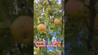 Apple 🍏🍎 plant in kashmir 😍🤩shortfeed shorts kashmir trip apple gulmarg viralyttrending [upl. by Eirrahs745]