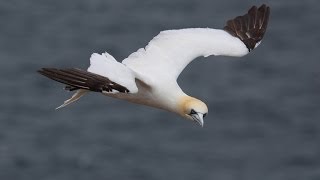 Northern Gannets [upl. by Medea191]