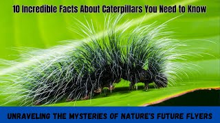 Caterpillar Chronicles 10 Fascinating Facts You Never Knew [upl. by Ebehp]