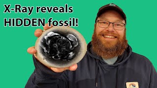 Xray reveals a hidden fossil [upl. by Miah]