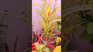 Dracaena plant care and tips [upl. by Foster]