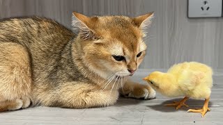 Kitten Please dont take the chicks awayI will do my best to raise the chicksCute animal videos [upl. by Nahtiek121]