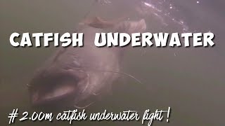 200 m CATFISH UNDERWATER SHORT VID [upl. by Yrro]