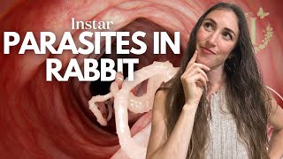 Are Parasites in Meat Rabbits Worth Worrying About [upl. by Mahan]