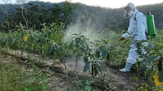 Insecticide para sa Whiteflies Thrips at mites  Foliar  Farm Activity Episode 1 Part 2 [upl. by Delgado584]