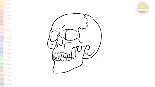 Skull drawing for Class 10  Science diagrams easy  How to draw Human skull step by step artjanag [upl. by Shana215]