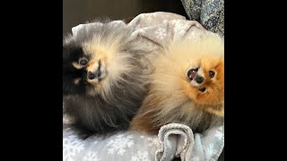 Pomeranian Playtime The Fluffiest Adventure with Beau amp Bella [upl. by Kiehl]