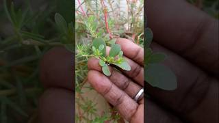 How to Collect Purslane Seeds shorts youtube trending purslane flowers [upl. by Lennahc673]