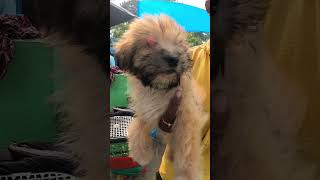 Lhasa Apso Puppy’s Sell Low Price [upl. by Seravat140]