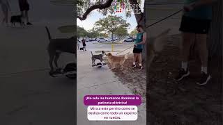 🐶🛴 Mira a este perrito con su estilo único mientras se desliza como todo un experto en ruedas [upl. by Pentheas]