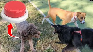 Belgian Shepherd Triggered by Barking Dogs at the Dog Park [upl. by Wyndham]