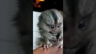 baby pygmy marmosets monkeys [upl. by Philippa]