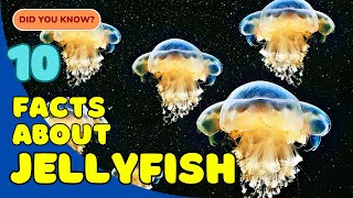 10 Incredible Facts About Jellyfish You Didn’t Know 🪼 [upl. by Fortune20]