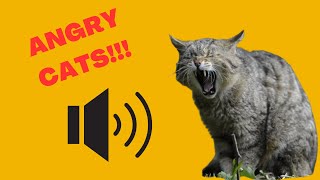 Angry Cats with Sound Effects  Angry and Grumpy Cat Sounds and Noises Hissing Fighting Cats [upl. by Anerahs991]