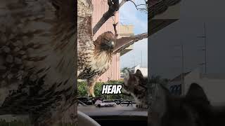 Hawk Attacks Kitten gabrielM1111 [upl. by Lapides]