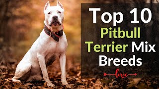 Top 10 Incredible Pitbull Terrier Mix Breed ❤ Everybody love [upl. by Narmis]