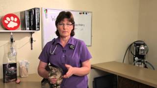 Hookworm in Cats  Cat Health [upl. by Leahcimnoj407]