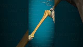 Explore The 3d Model Humerus Human Body [upl. by Egarton]