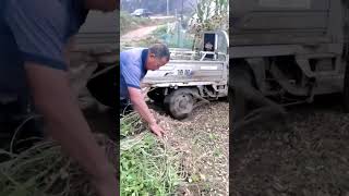 Peanut threshing process using tires [upl. by Asiret279]