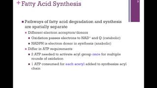 126Overview of Fatty Acid Synthesis amp Transport [upl. by Donahoe]