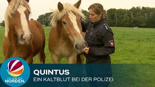 Quintus – Ein Kaltblut bei der Polizei [upl. by Margareta794]