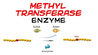 Methyltransferase enzyme [upl. by Lanfri]