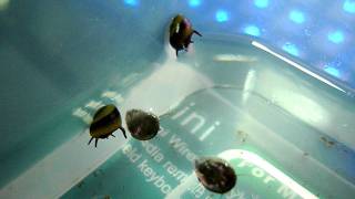 Horned Nerite Snails quotwalkingquot beneath the water surface [upl. by Bonney]