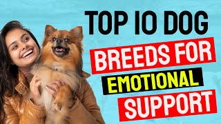 Top 10 Dog Breeds for Emotional Support [upl. by Iloj]