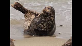 Large Seal Bounces on the Beach [upl. by Adnuahs]