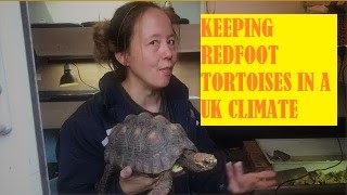 Caring for a tropical redfoot tortoise adults in the UK South American Jungle pets [upl. by Yllah]