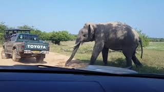 Elephant Attack in Yala National Park [upl. by Mitzie]