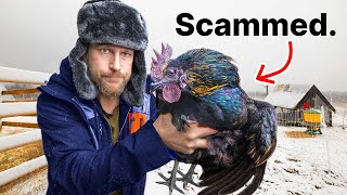 We were SCAMMED on eBay Hatching Eggs [upl. by Attennaej]