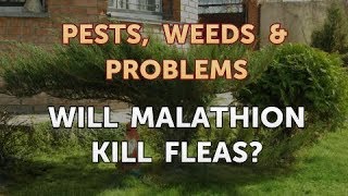 Will Malathion Kill Fleas [upl. by Kain169]