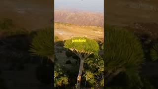 🌳🌴Socotra🏝️ 📍Yemen🇾🇪 yemen travel adventure viralvideo fyp fypシ゚viral viralshorts [upl. by Nevag]