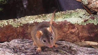 Antechinus Closeup [upl. by Fanny958]