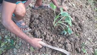 AGRICULTURE FARM  সবজি বাগানvegetables camera reels [upl. by Mavilia160]