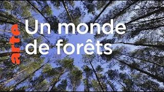 Un monde de forêts  Le Dessous des cartes  ARTE [upl. by Means822]