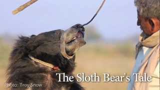 Dancing Sloth Bears  The Real Jungle Book Bear India [upl. by Svetlana]