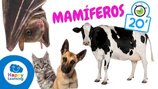 Cosas que no sabías sobre LOS MAMÍFEROS  Happy Learning 🐶 🐈 🐬 🦇 [upl. by Rafa]