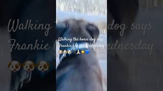 Frankies Walking the horse dog 🐶  Salukigreyhound babyanimals frankthebluepuo bigpuppy [upl. by Hyacinth]