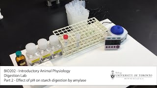 BIO202 Digestion Lab Part 2 Effect of pH on Starch Digestion [upl. by Marcela]