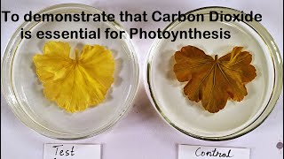 Carbon dioxide is essential for Photosynthesis Practical Experiment [upl. by Rihaz]