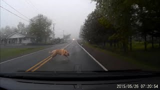 Large Dog Gets HIT by a Car GRAPHIC VIDEO [upl. by Adriene]